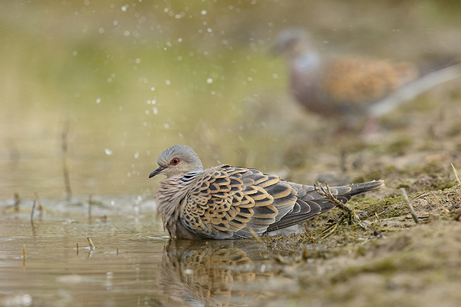 Una tórtola europea se baña en una charca (foto: José Luis Gómez de Francisco).