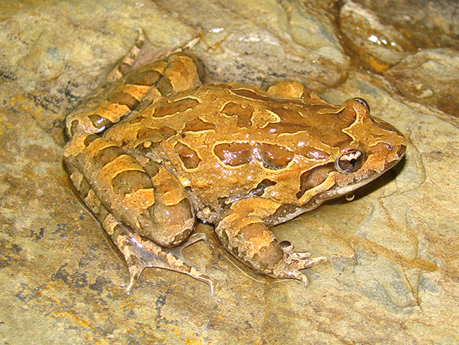 Sapillo pintojo mediterráneo (foto: Albert Montori).