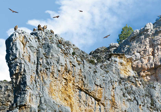 Buitres leonados en un cantil calizo del Refugio de Rapaces de Montejo de la Vega (Segovia). Foto: José Ramiro Laguna / Shutterstock.

