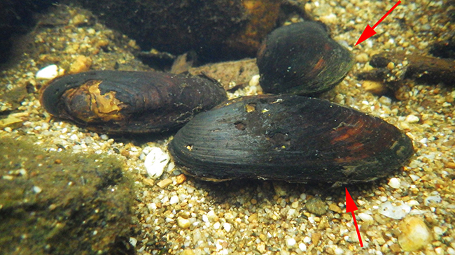 Ejemplares de Margaritifera margaritifera volteados por cangrejos señal en el río Negro (Zamora) durante el proceso de liberación de conglutinados (flechas rojas) de gloquidios (larvas acuáticas de
vida libre). Foto: Observatorio de Malacología y Ecología Fluvial.


