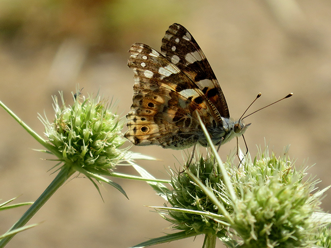 Ejemplar muy gastado de mariposa cardera libando sobre un cardo marino (Eryngium maritimum) en el sendero que recorre la salina de Tres Amigos (San Fernando, Cádiz) el pasado 5 de julio (foto: Mariano Cuadrado).


