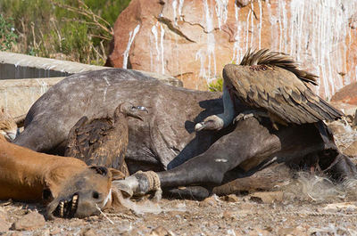 Un juvenil de buitre moteado (a la izquierda), de menor tamaño, comparte la carroña con un buitre leonado en un muladar en Andalucía. Las observaciones de la primera especie en el sur de España se han regularizado, hasta el punto de dejar de ser noticia (foto: Íñigo Fajardo).


