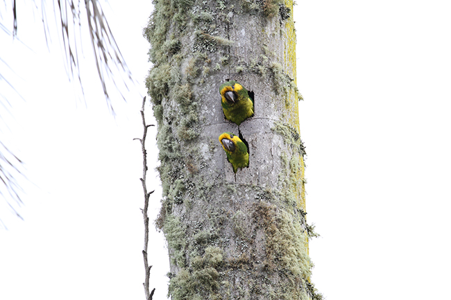 Nido ocupado por loro orejiamarillo y seguido por la Fundación Vida Silvestre durante 2019 en el valle del Tochecito, en la vertiente oriental de los Andes Centrales de Colombia (foto: Eduardo Soler).


