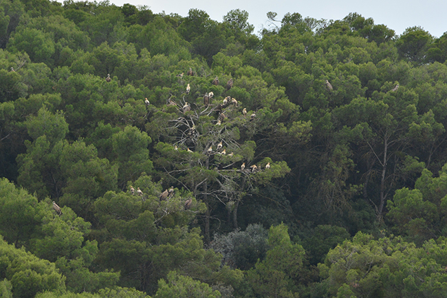 Alimoches y buitres leonados en los pinos que acogen al mayor número de aves del dormidero afectado por el proyectado parque eólico “Monlora III”, en la provincia de Zaragoza (foto: Ansar).



