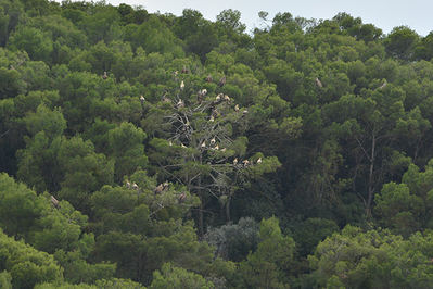 Alimoches y buitres leonados en los pinos que acogen al mayor número de aves del dormidero afectado por el proyectado parque eólico “Monlora III”, en la provincia de Zaragoza (foto: Ansar).



