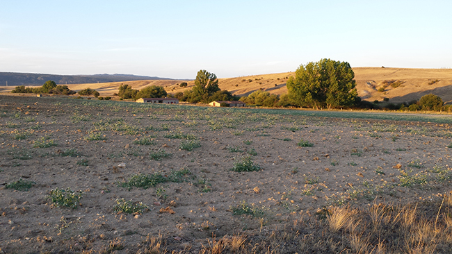 Zona de barbechos en el val le de Amblés (Ávila). Foto: Xemenendura / Wikicommons.

