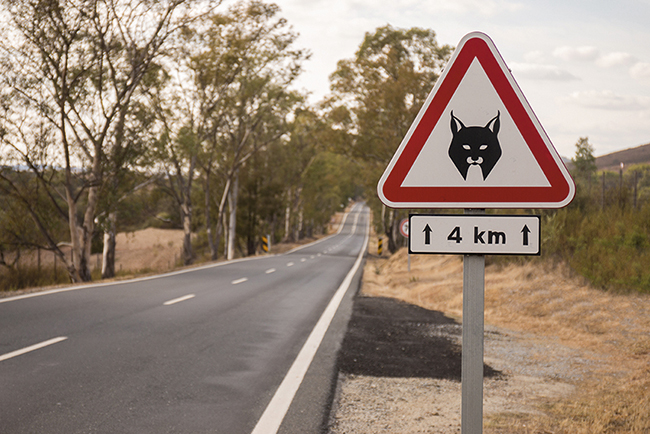 Una señal de tráfico advierte de la presencia de lince ibérico en una carretera de Portugal (foto: Mauro Rodrigues / Shutterstock).


