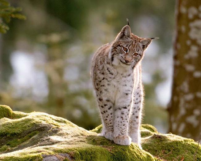 Un lince europeo o boreal reposa sobre una roca en un bosque (foto: Wolfgang Kruck / Shutterstock).