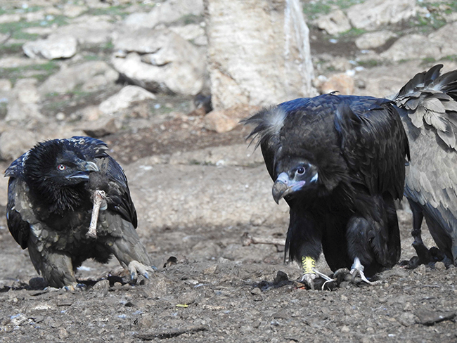 Un quebrantahuesos joven (izquierda) y un buitre negro con su anilla visible coinciden en uno de los puntos de alimentación de rapaces necrófagas creados en el Prepirineo catalán. A la derecha se ve parcialmente un buitre leonado (foto: PRBNC).

