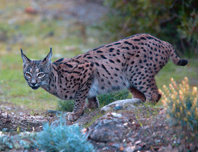 Un lince ibérico se detiene a observar mientras recorre su área de campeo (foto: tony mills / Shutterstock).

