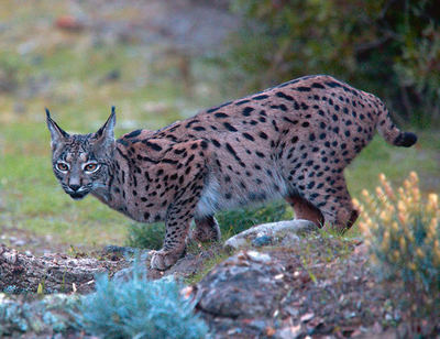 Un lince ibérico se detiene a observar mientras recorre su área de campeo (foto: tony mills / Shutterstock).

