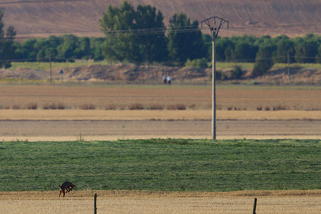 Un lobo intenta cazar un topillo en la comarca castellana de Tierra de Campos, donde el roedor causa daños a los cultivos agrícolas en los años en los que se presenta como plaga. Al fondo a la derecha se divisan dos personas paseando por la zona (foto: Francisco C. Parody).



