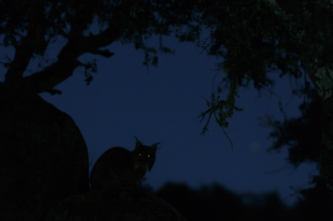 Fotografía de un lince ibérico en la penumbra, ganadora de la edición de 2019 del concurso de fotografía de medio ambiente del Ayuntamiento de Colmenar Viejo (Madrid). Foto: Eduardo Blanco Mendizábal.

