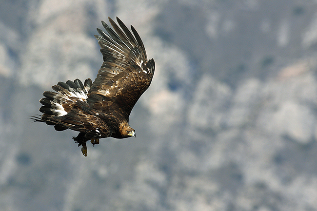 Un águila real se dispone a posarse. Las estructuras donde nidifica esta especie, sobre todo si han estado activas mucho tiempo, tienen un indudable valor de conservación (foto: Eduardo Ruiz Baltanás).

