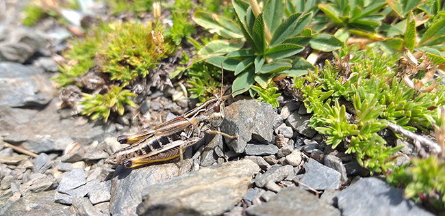 Hembra de saltamontes de los Pirineos (Omocestus antigai) fotografiada a 2.400 metros de altitud en las laderas del Puigmal (Gerona).

