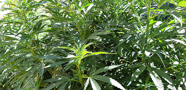 Los cultivos de marihuana, cuando se realizan a gran escala, pueden causar importantes daños ambientales (foto: Marcos Moleón).

