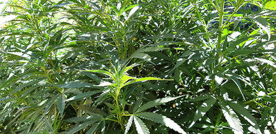Los cultivos de marihuana, cuando se realizan a gran escala, pueden causar importantes daños ambientales (foto: Marcos Moleón).

