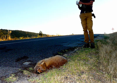 Un naturalista se dispone a la recogida de datos de un zorro atropellado en la carretera SG-500 (foto: Colectivo Azálvaro).

