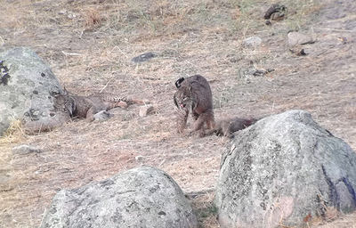 En esta pareja de linces ibéricos de la sierra de Andújar (Jaén), el ejemplar de la derecha sujeta con sus garras un meloncillo que ha capturado (foto: Inmaculada Muela / Birds&Lynx Ecotourism).

