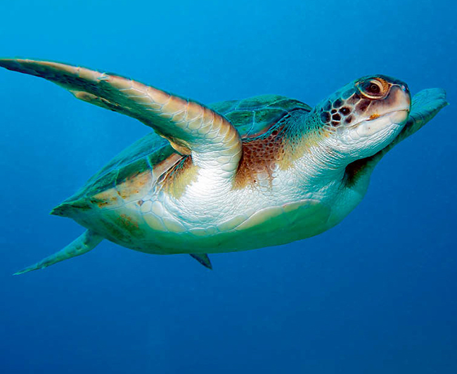 La tortuga boba es una de las especies que ha merecido la atención de la nueva plataforma Aliats per la Biodiversitat (foto: Natursports / Shutterstock).


