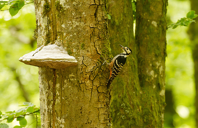 Hembra de pico dorsiblanco aportando una ceba a sus polluelos (foto: Alfonso Senosiain).