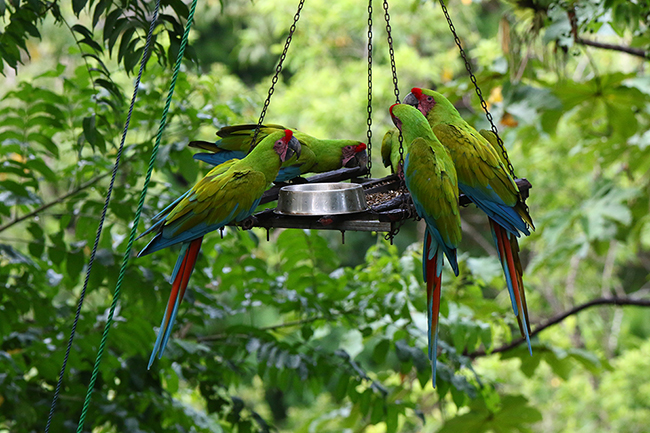 Grupo de lapas verdes en un comedero colocado para los ejemplares liberados en la finca del proyecto Ara Manzanillo (foto: Claudio Açaí Bracho).

