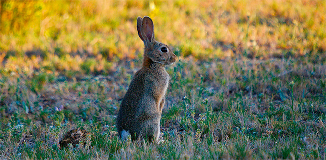Conejo de monte en un pastizal con vegetación natural (foto: Juan Aceituno / Shutterstock).


