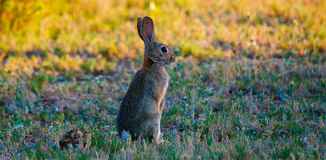 Conejo de monte en un pastizal con vegetación natural (foto: Juan Aceituno / Shutterstock).


