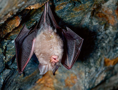El murciélago pequeño de herradura, en la fotografía, ha sido objeto de un estudio de depredación sobre plagas en viñedos alaveses (foto: Pedro Luna / Shutterstock).

