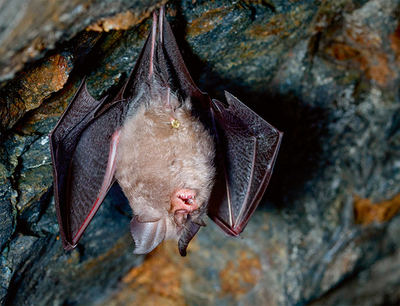 El murciélago pequeño de herradura, en la fotografía, ha sido objeto de un estudio de depredación sobre plagas en viñedos alaveses (foto: Pedro Luna / Shutterstock).

