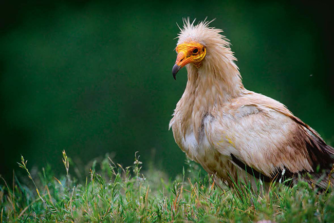 Alimoche posado en el suelo (foto: Mark Caunt / Shutterstock).

