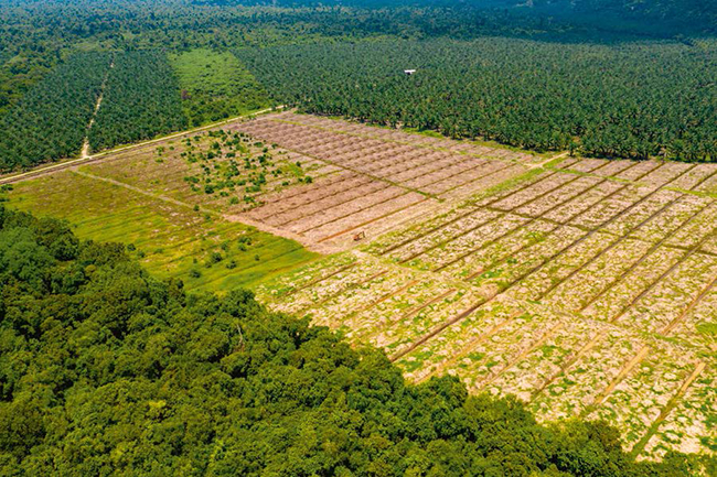 Deforestación en Borneo para plantar palma aceitera (foto: Richard Whitcombe).

