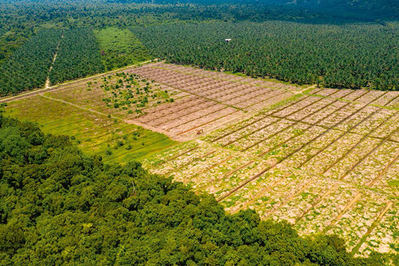 Deforestación en Borneo para plantar palma aceitera (foto: Richard Whitcombe).

