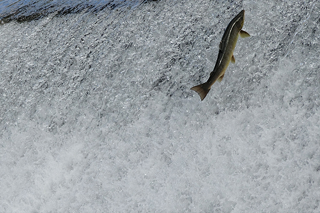 Un salmón asciende por el río Sella, en Asturias (foto: Xuan Cueto / Shutterstock).

