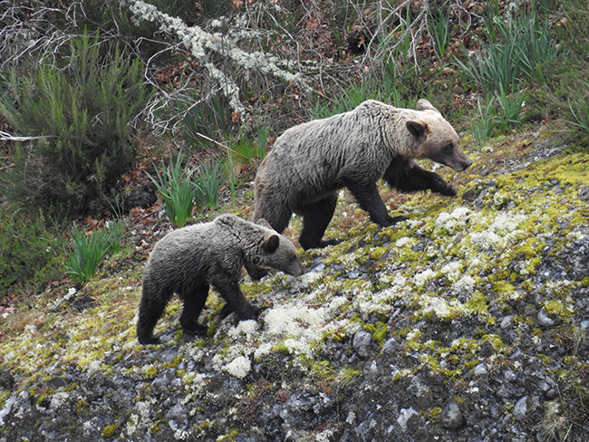 Una osa cantábrica y su osezno suben por una ladera (foto: FOP).