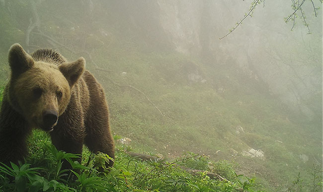 Oso pardo fotografiado en su hábitat de la cordillera cantábrica mediante fototrampeo (foto: Fapas).

