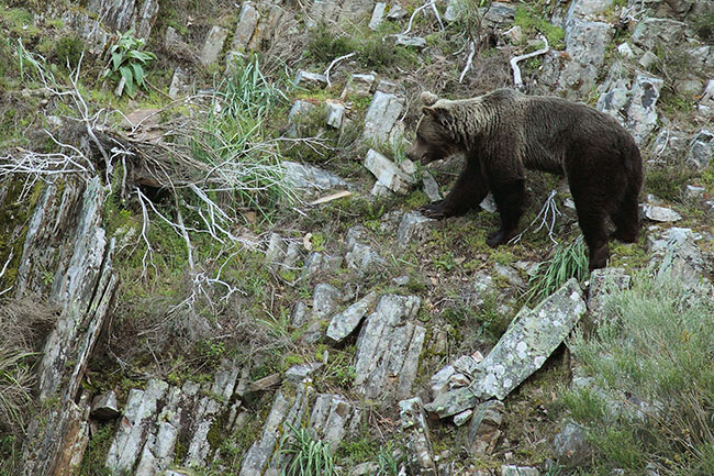 Un oso recorre una escarpada ladera en la cordillera cantábrica (foto: Héctor Ruiz).