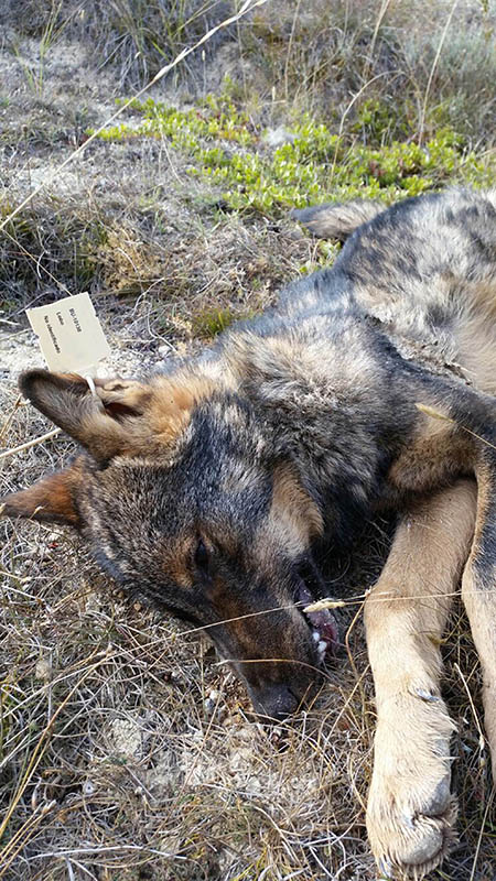 Lobo abatido y precintado en Castilla y León (foto: Ascel).

