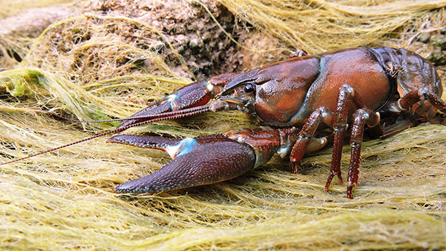 Cangrejo señal, especie invasora en los hábitats españoles de agua dulce (foto: J. M. Zamora-Marín).