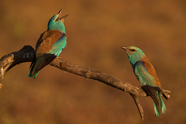 Pareja de carracas posadas en una rama seca. La presencia del jején Culicoides paolae era frecuente en las cajas nido ocupadas por el ave y sometidas a estudio (foto: Manuel Calderón).


