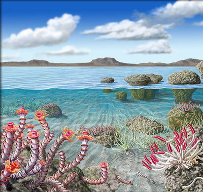 Recreación ecológica de un mar somero en el Ediacárico terminal, hace 500 millones de años, con Cloudina representada en el ángulo inferior izquierdo (ilustración: Antonio Grajera).

