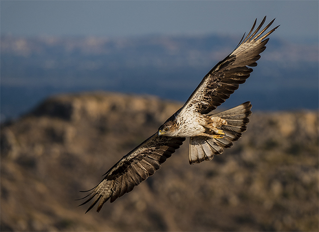 Águila perdicera en vuelo. Esta especie es muy vulnerable a la electrocución en la Comunidad Valenciana y en otras zonas (foto: Toni Peral).

