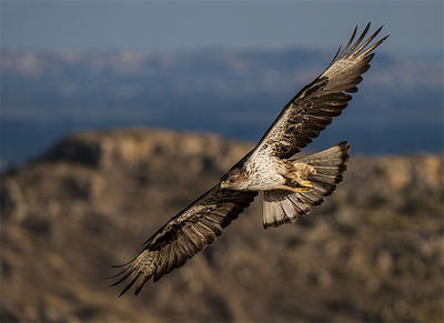 Águila perdicera en vuelo. Esta especie es muy vulnerable a la electrocución en la Comunidad Valenciana y en otras zonas (foto: Toni Peral).

