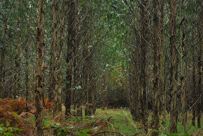 Plantación de eucaliptos en la comarca de A Ulloa (Lugo). Foto: Sandra Goded.

