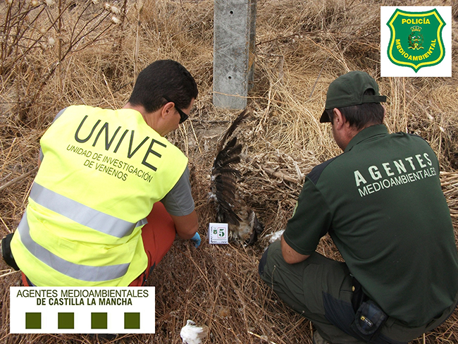 Un agente medioambiental y un miembro de UNIVE examinan los restos de un ave envenenada en Castilla-La Mancha (foto: APAM-CLM).

