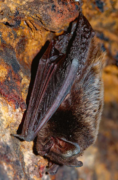 Ejemplar de barbastela (Barbastella barbastellus). Foto: Michal Pesata / Shutterstock).

