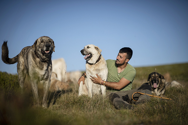 Fernando Rodríguez con sus mastines. Este ganadero de la Sierra de la Culebra es uno de los protagonistas de En tierra de todos (foto: Ofelia de Pablo y Javier Zurita / WWF España).

