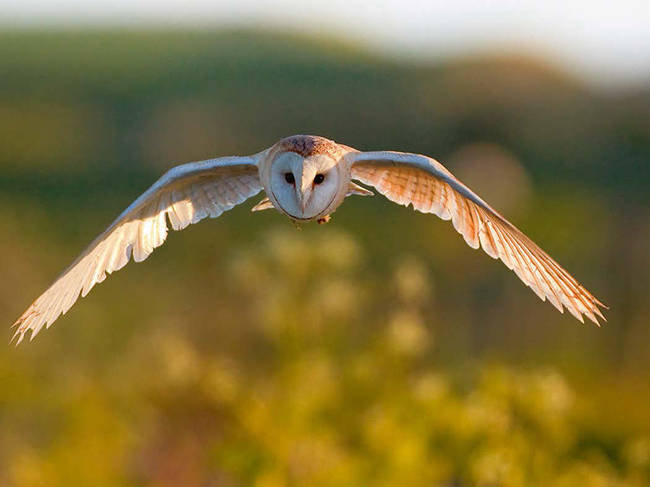 Lechuza común en vuelo (foto: Mark Medcalf / Shutterstock).

