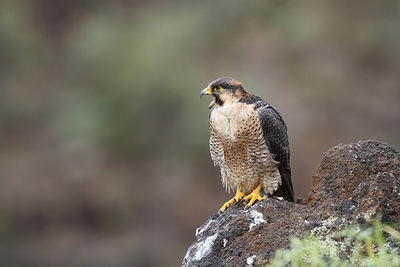 Halcón de Berbería: amenazado por escapes de aves de cetrería y expolios de sus nidos