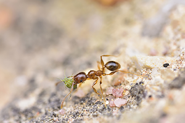 Un ejemplar de Pheidole pallidula transporta a un pulgón entre sus mandíbulas. Son un buen ejemplo de relación mutualista: las hormigas protegen a los pulgones, que a su vez les proporcionan unas exudaciones ricas en glúcidos (foto: Daniel Sánchez García).

